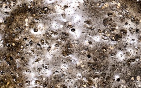 World's largest-known spider's web discovered in cave in Greece