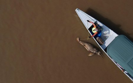 Hundreds of dolphins found dead in lake were in water hotter than jacuzzi