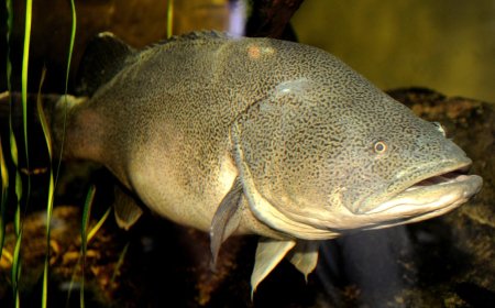 Fish named Arnie swims a record 530 miles, mostly upstream