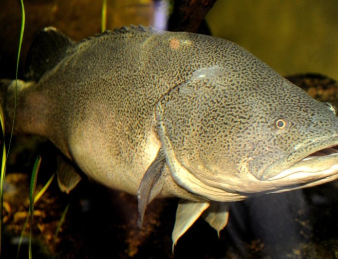 Fish named Arnie swims a record 530 miles, mostly upstream