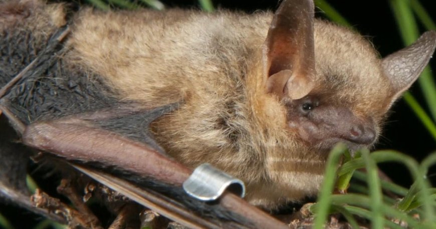 "White nose syndrome" killing millions of bats in North America
