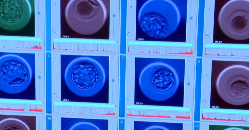 New embryo testing company says it can predict lifespan, height and IQ of potential children
