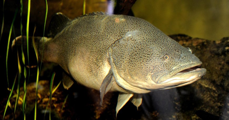 Fish named Arnie swims a record 530 miles, mostly upstream